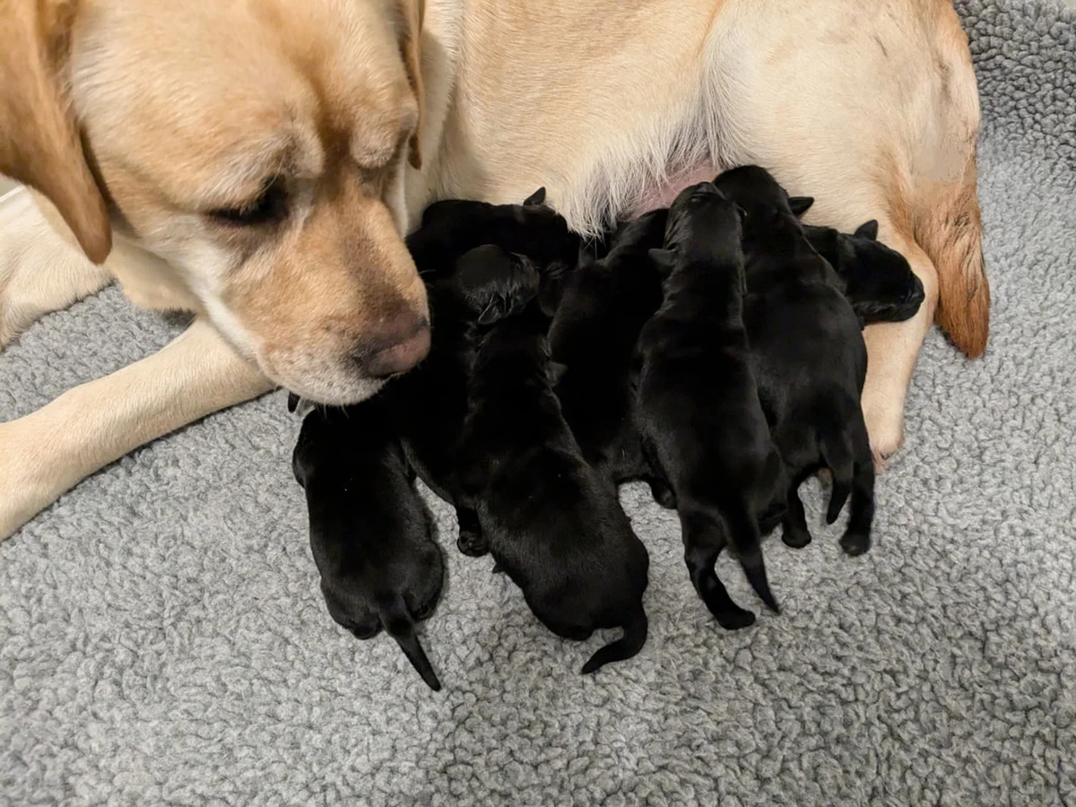 Labrador retriever from Inselheim Labradors, Pellston Michigan