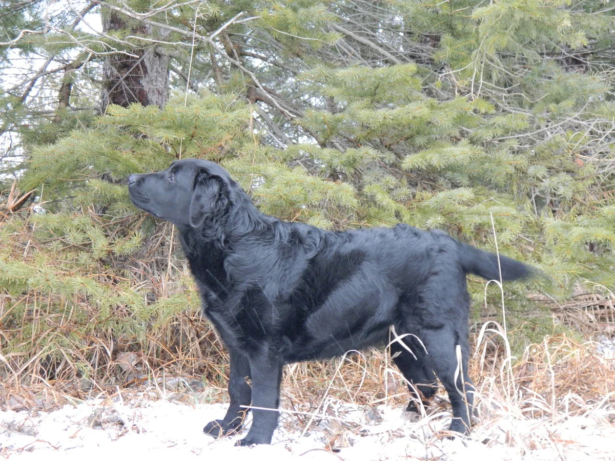 Conformation Labrador retriever from Lakeside Labradors, Coleman Michigan