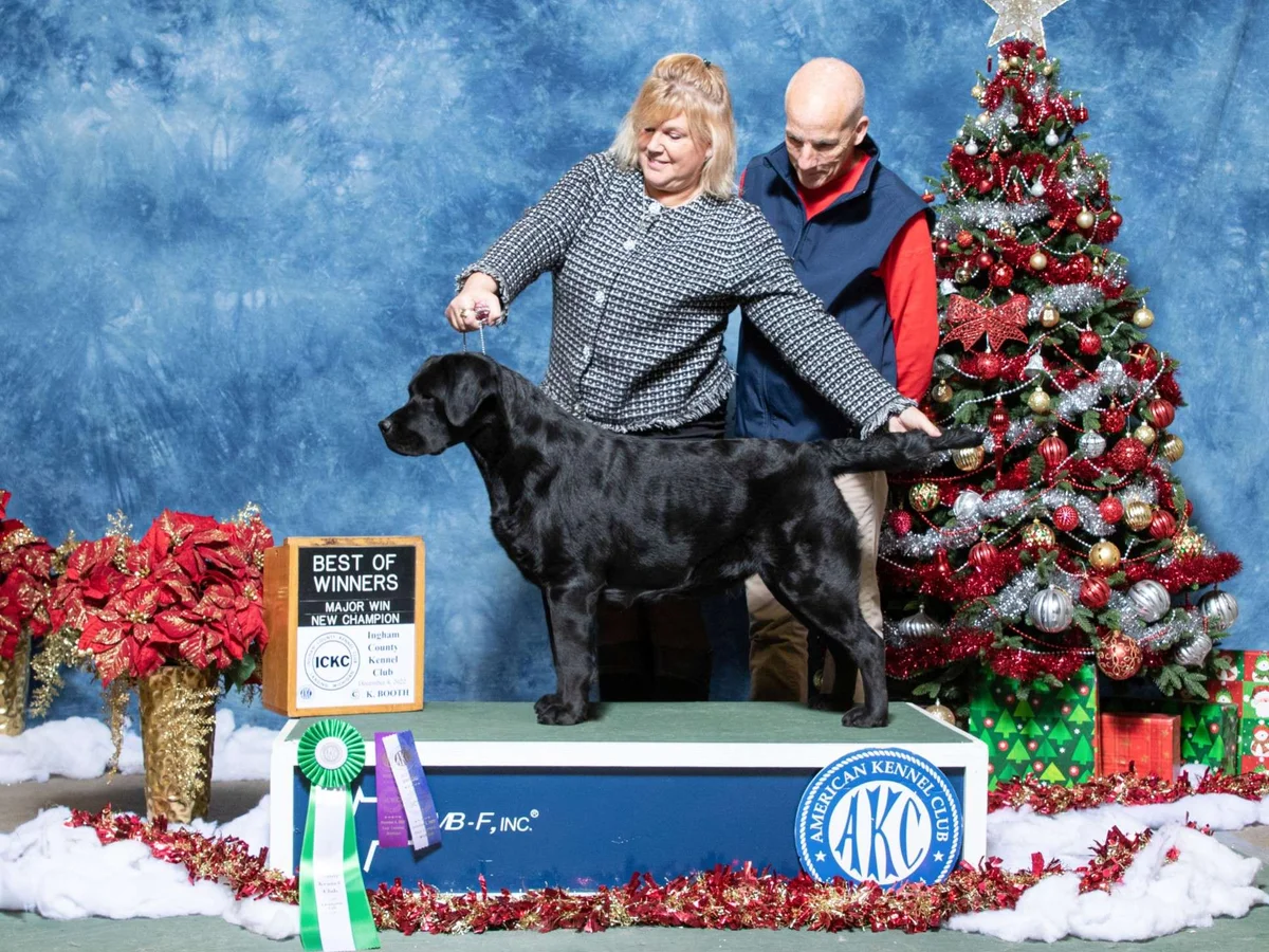 English Labrador retriever from LaPoe Labradors, Clare Michigan