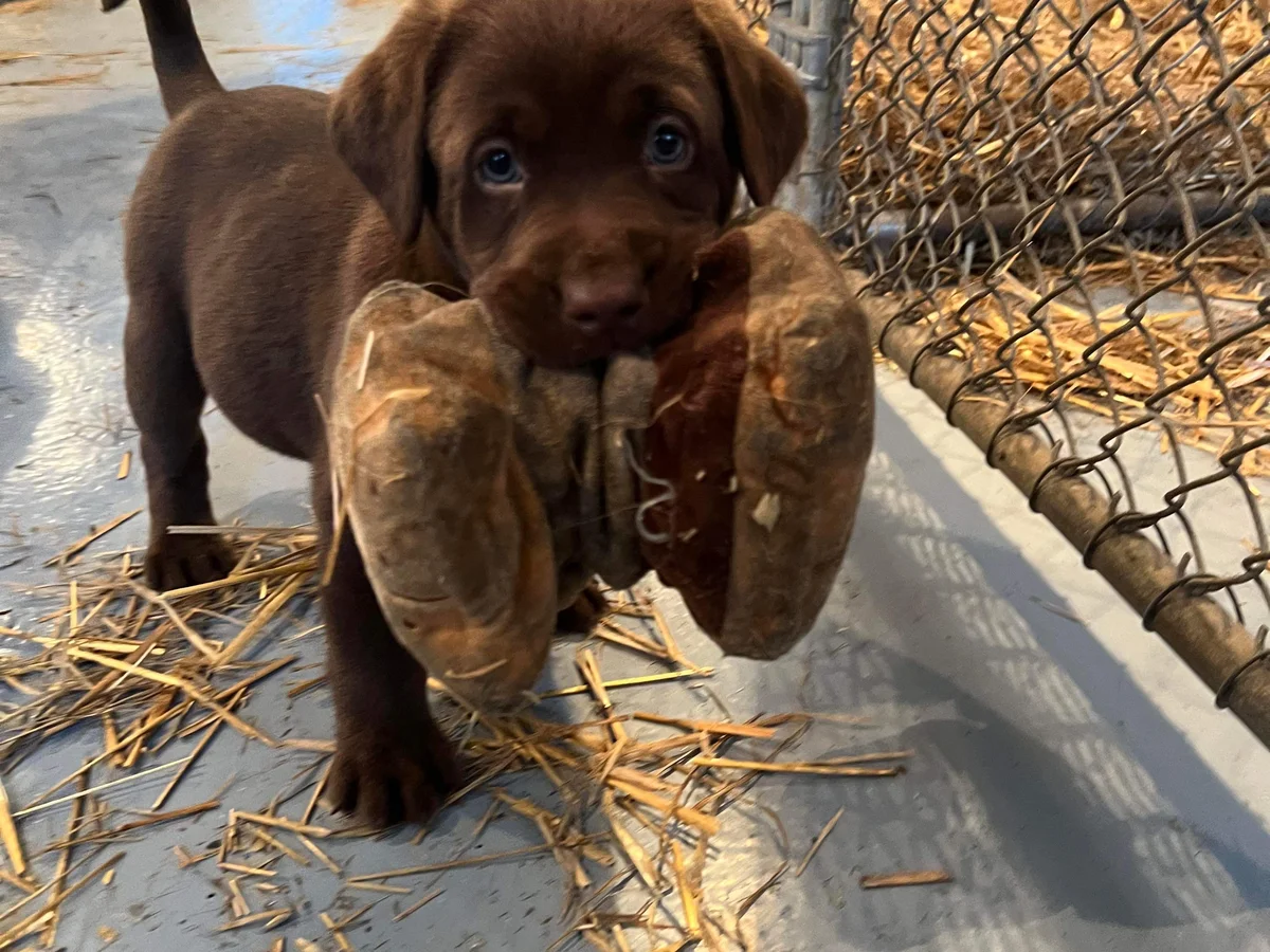 Field-trial Labrador retriever from Oldsquaw Kennels, Dowling Michigan