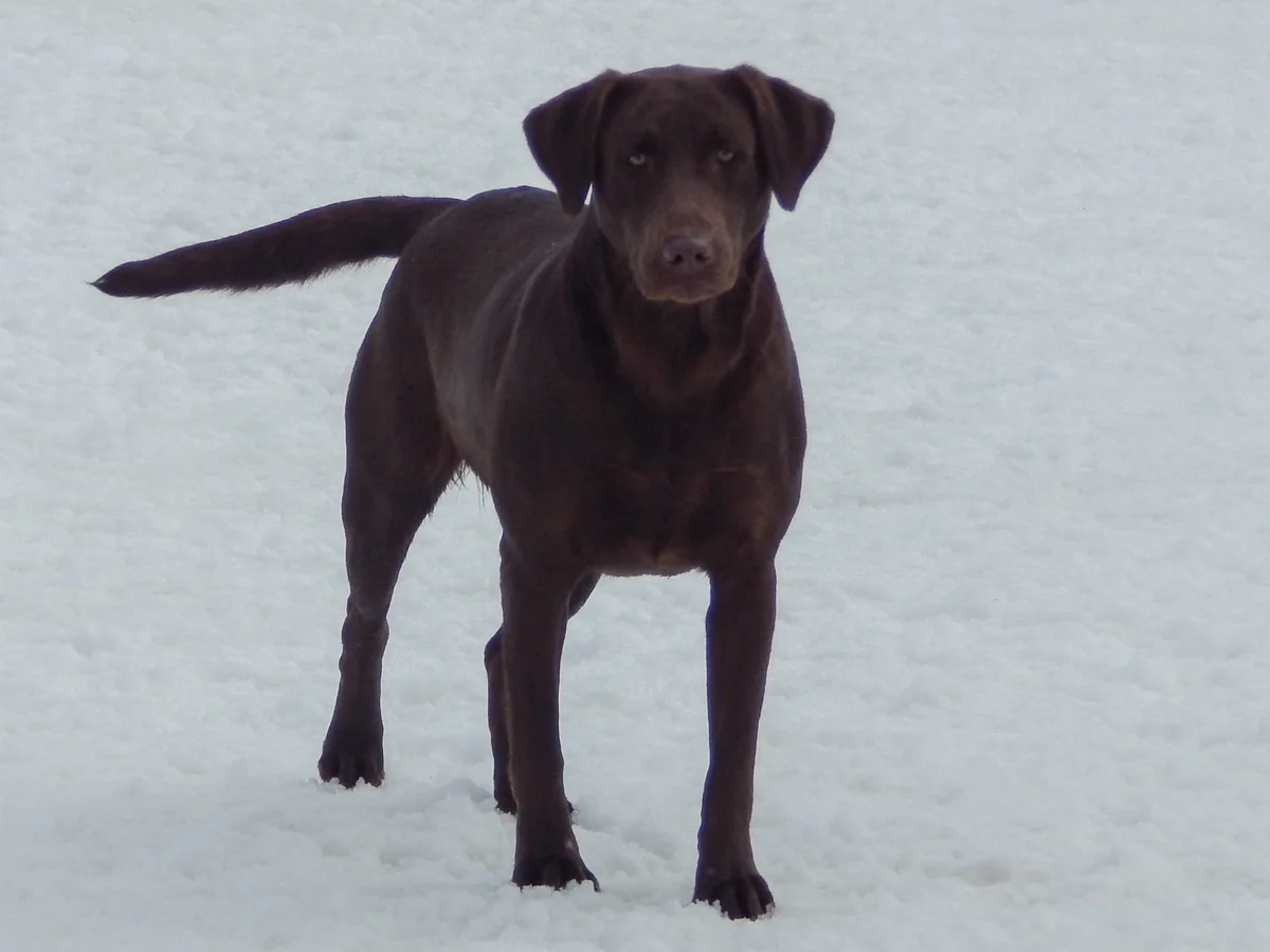 Field-trial Labrador retriever from Bird Dog Labs, Bemidji Minnesota
