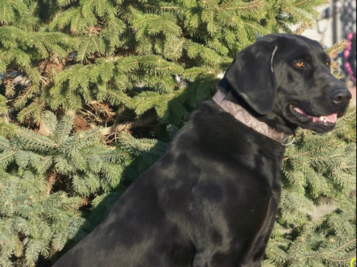 Hunting Labrador retriever from Brensue Labs, Benson Minnesota