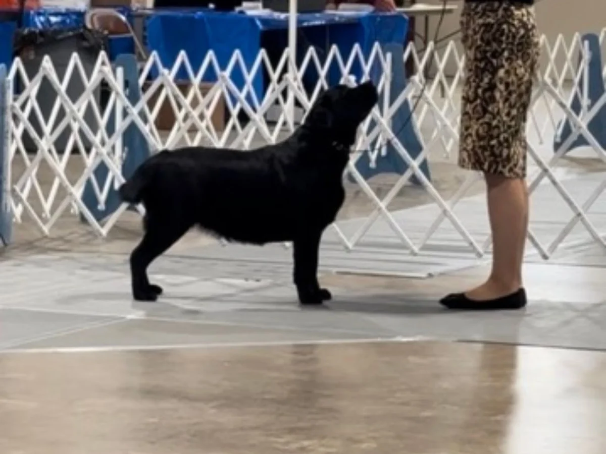 Conformation Labrador retriever from Master Creek Labradors, Alexandria Minnesota