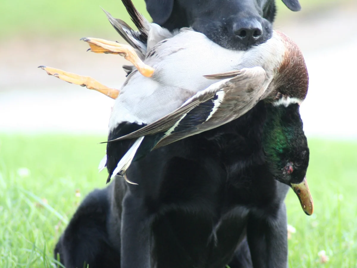 British Labrador retriever from Old Oak Retrievers, Blooming Prairie Minnesota