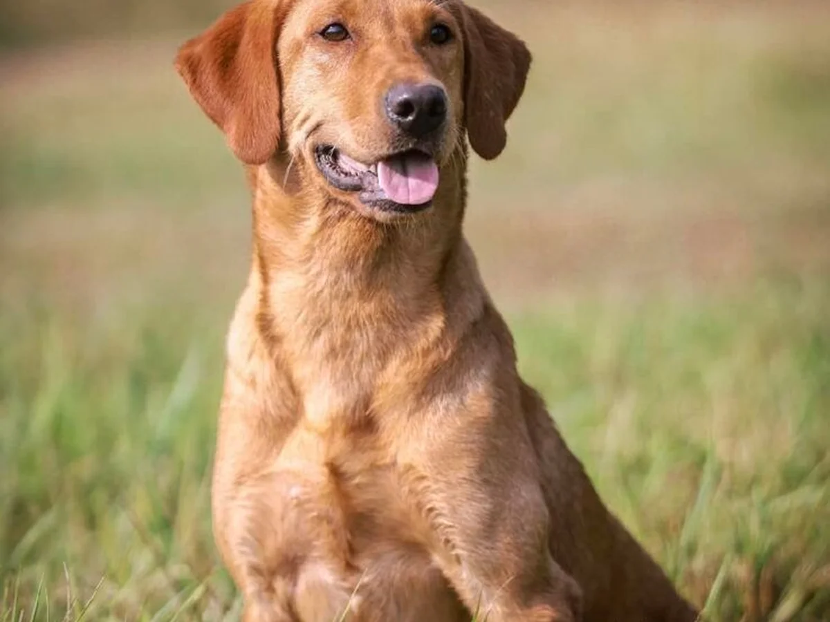 Fox red Labrador retriever from Quick Trigger Kennels, Pine City Minnesota