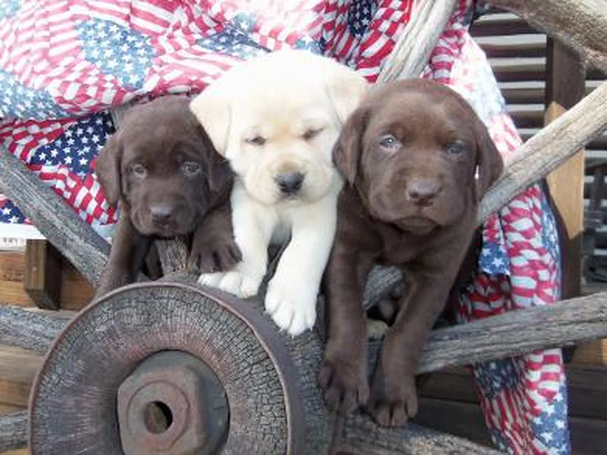 O'Dell Labs Labrador Retriever from kennel website