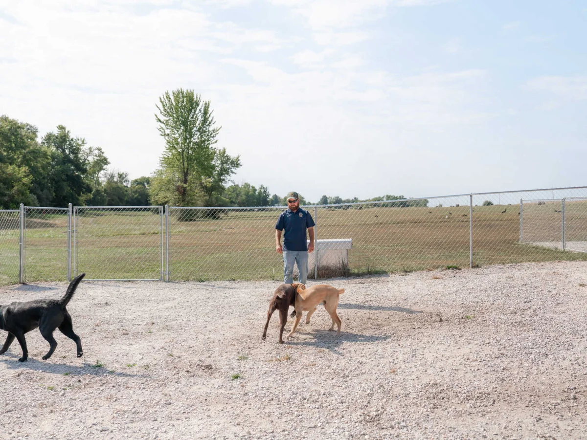 Sorenson Kennels Labrador Retriever from kennel website