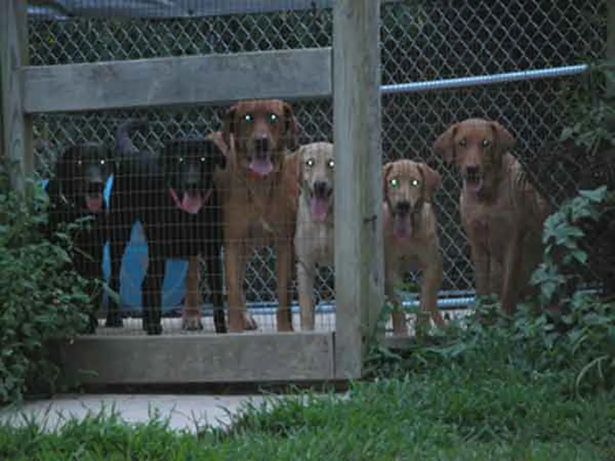 Swift Creek Labradors Labrador Retriever from kennel website