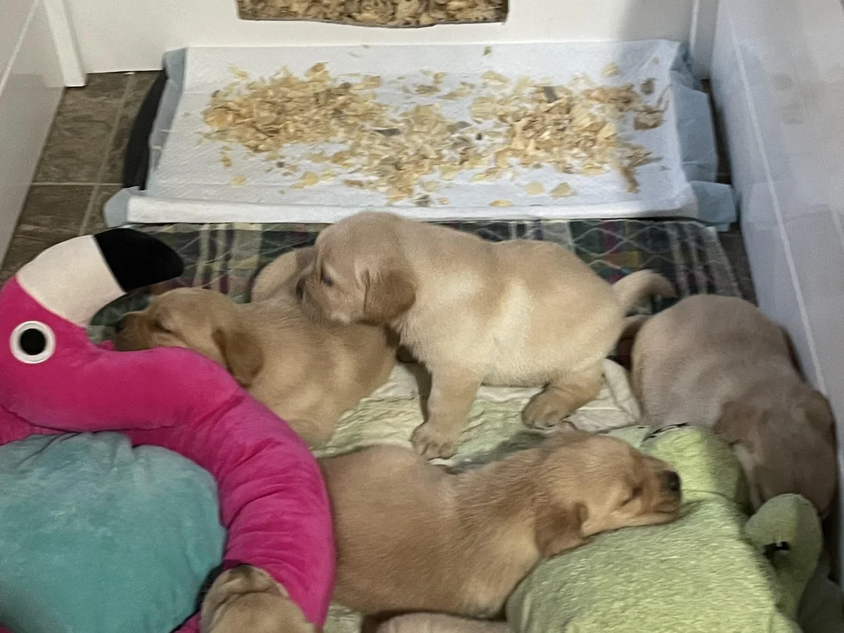 Labrador retriever from Bogs Edge Labradors, South New Jersey Pinelands