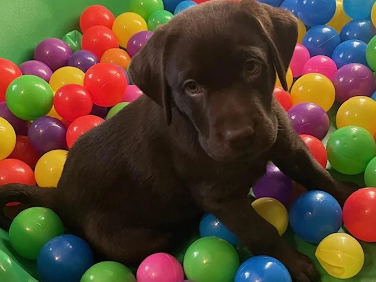 Labrador retriever from Cedar Lake Labradors, North New Jersey