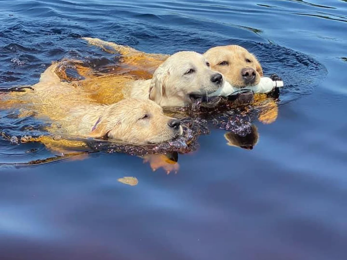 Labrador retriever from Joan Burroughs Labradors, South New Jersey