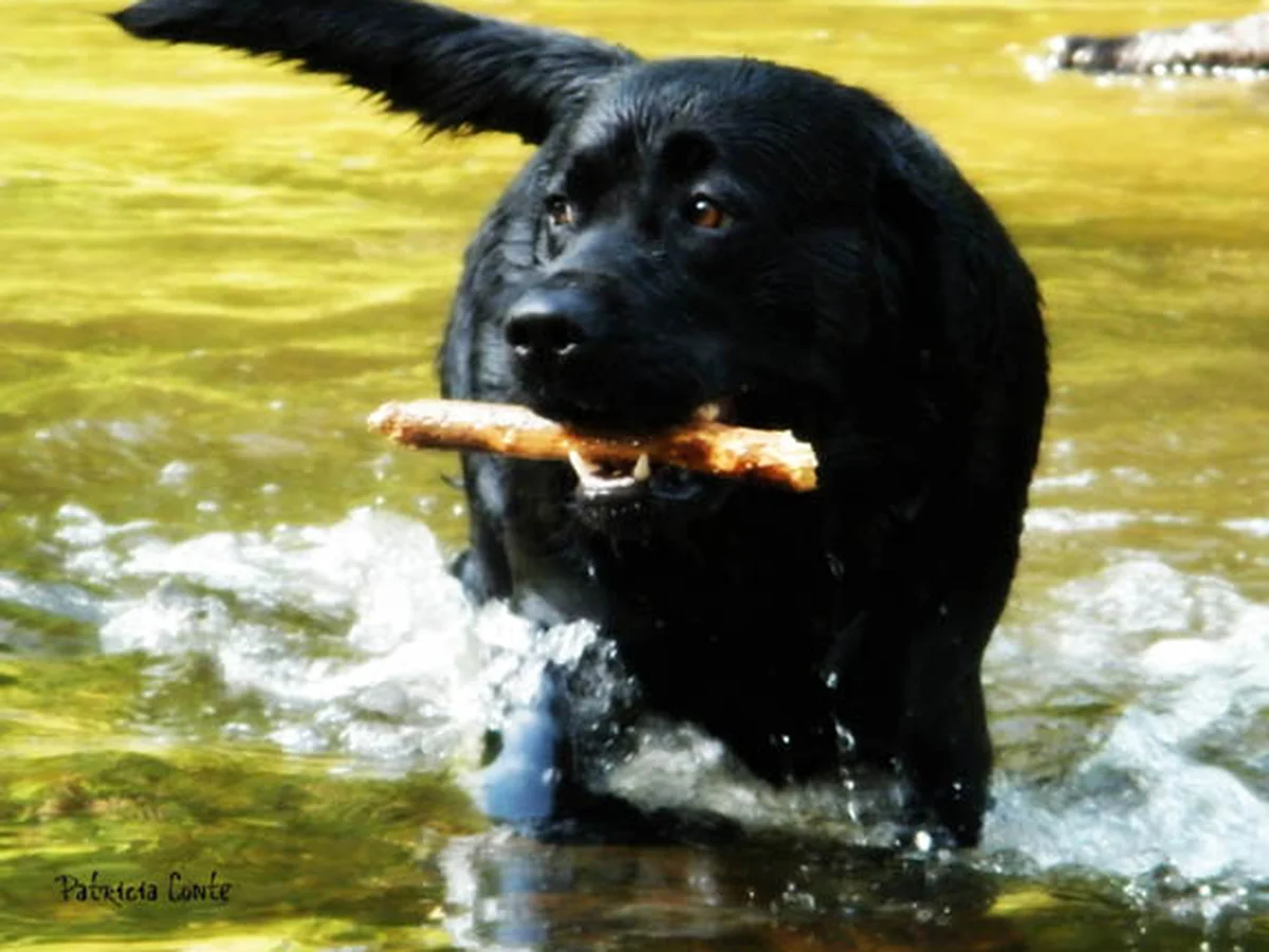 Labrador retriever from Paradigm Labradors, South New Jersey