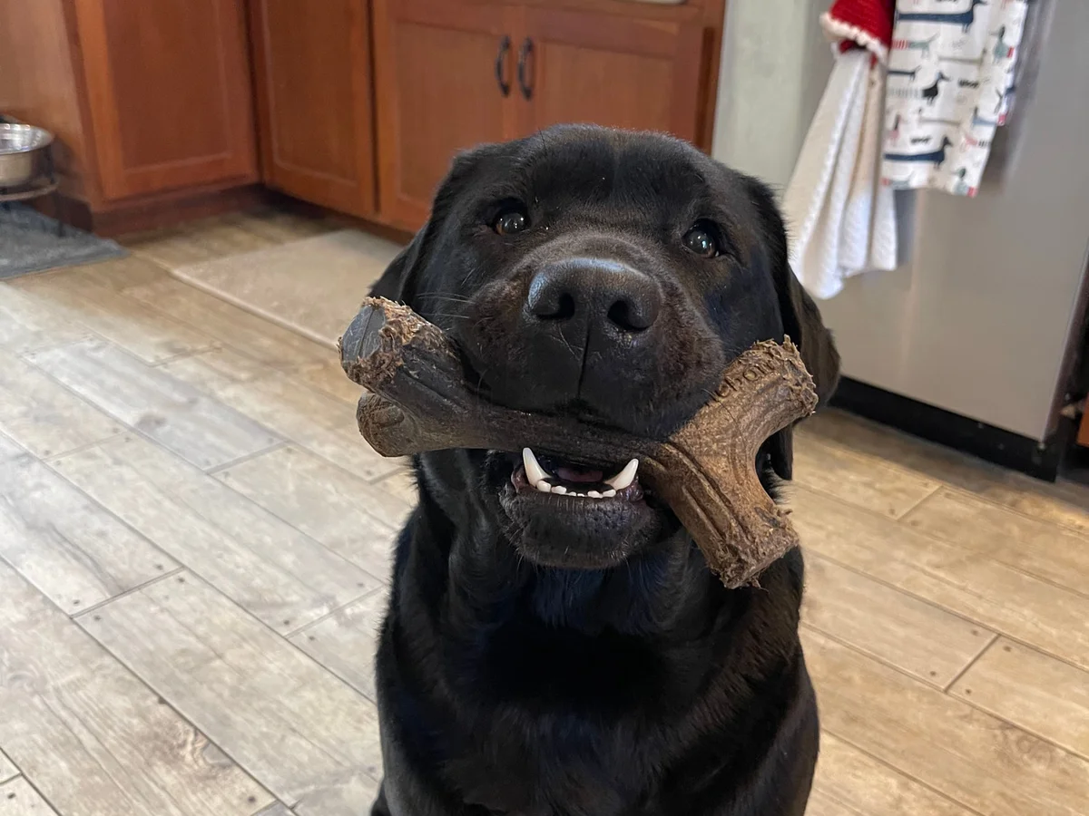Labrador retriever from Rockycreek Labradors, Columbia New Jersey