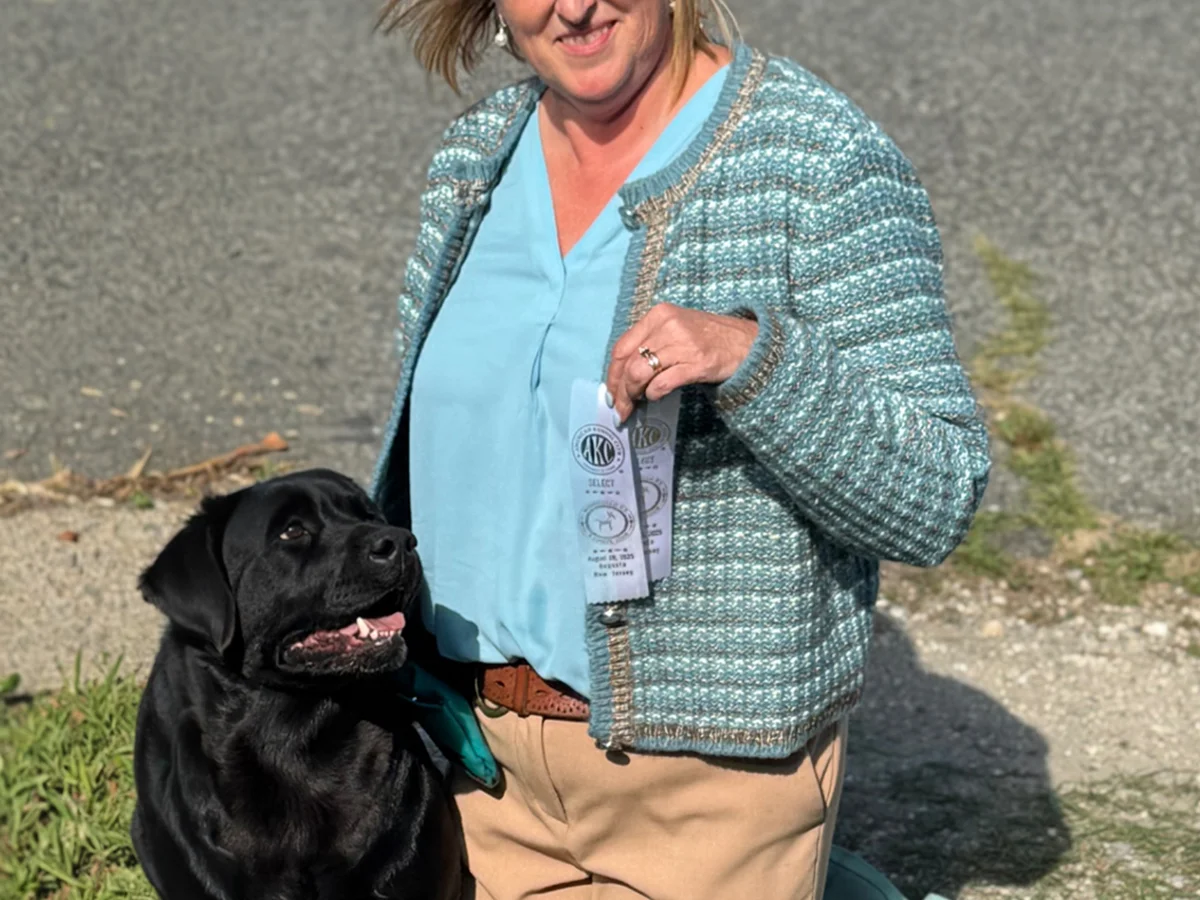 Conformation Labrador retriever from WillOMoor Labradors, Central New Jersey