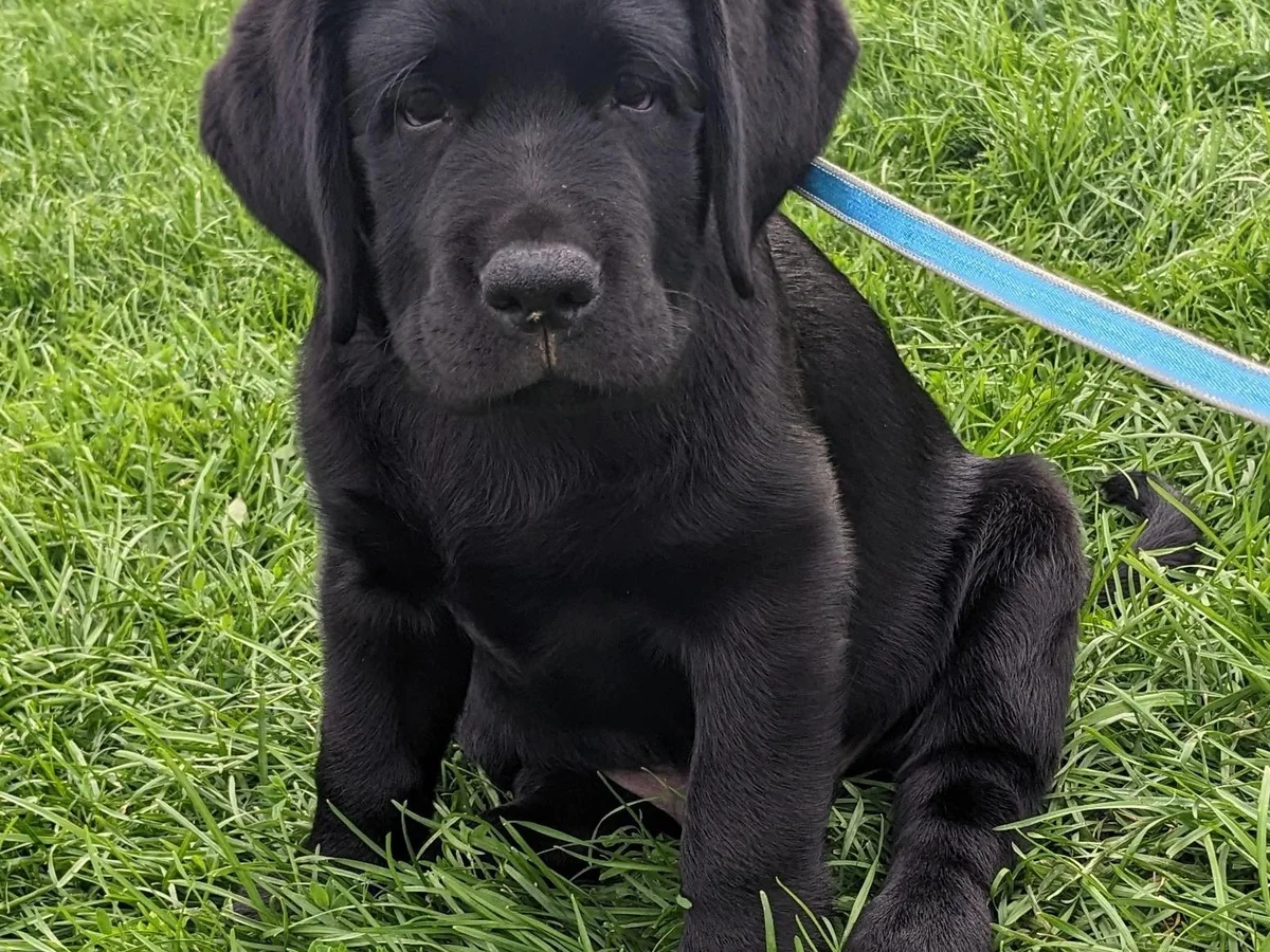 English Labrador retriever from Adirondack Labradors, Nicholville New York