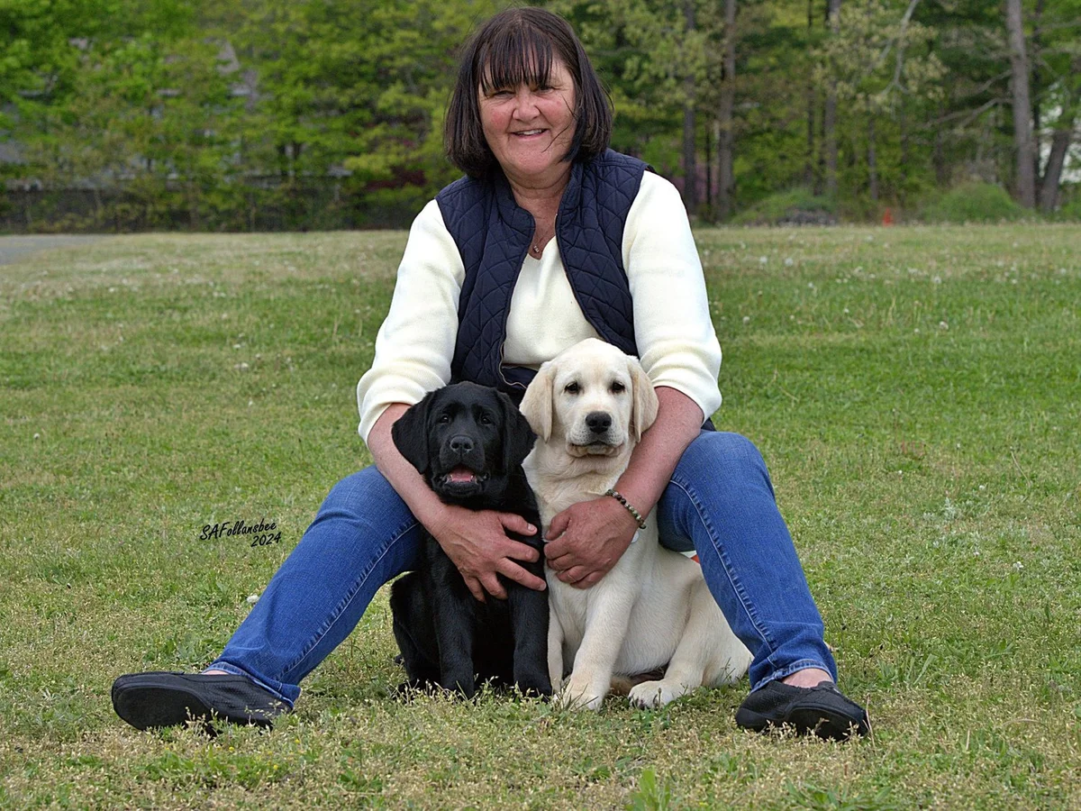 Conformation Labrador retriever from Atlantic Labradors, Blue Point Long Island, New York