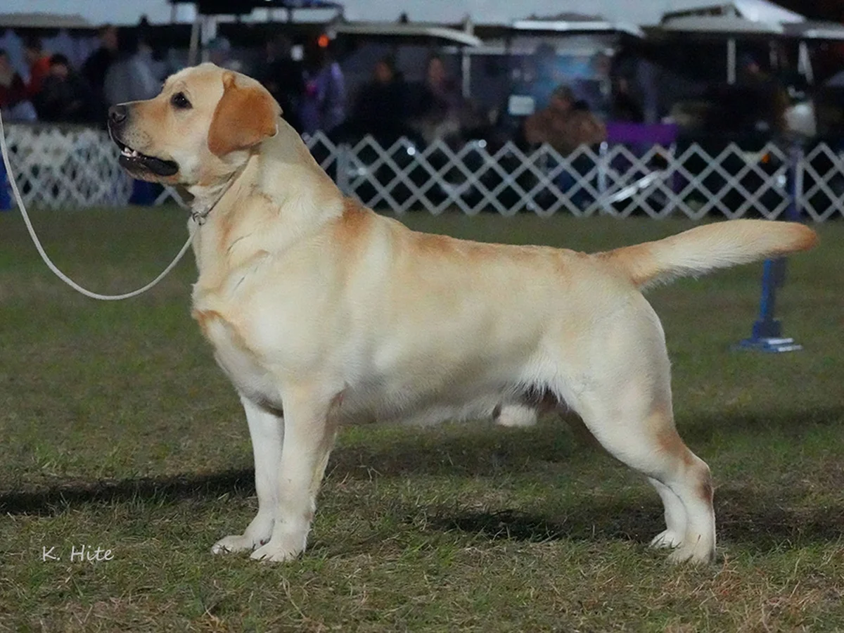 Labrador retriever from Moonlit Labradors, Western New York