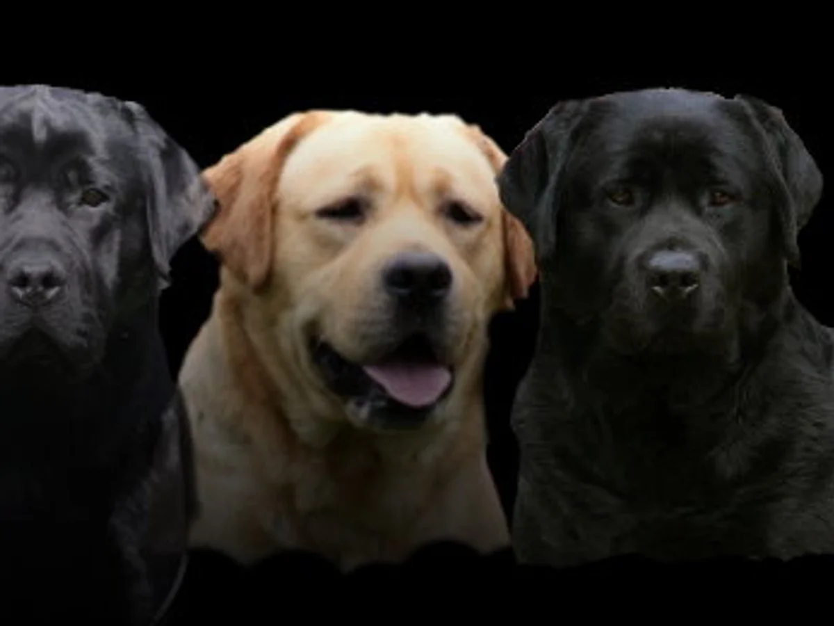 Champion Labrador retriever from Wiscoy Labradors, Eden, New York