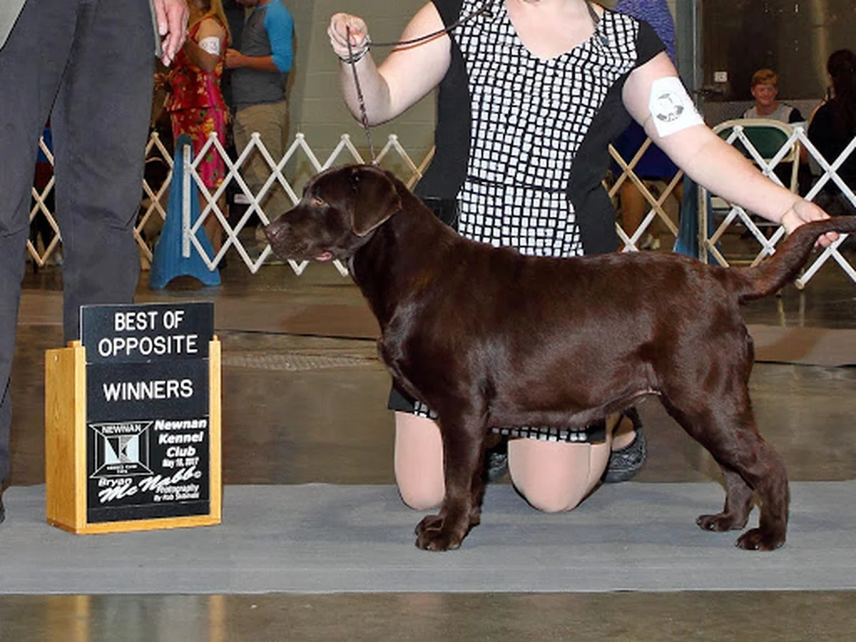 Labrador retriever from Creekside Kennel, Lumber Bridge North Carolina