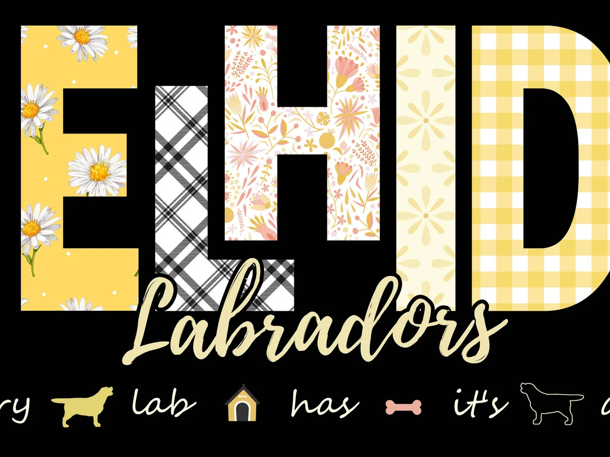 Labrador retriever from Elhid Labs, Gastonia North Carolina