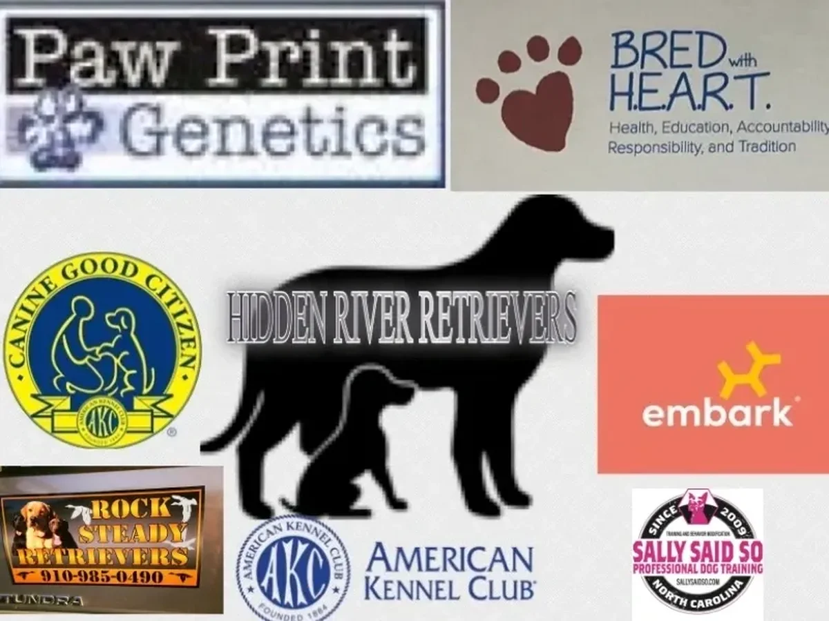 Labrador retriever from Hidden River Retrievers, Angier North Carolina