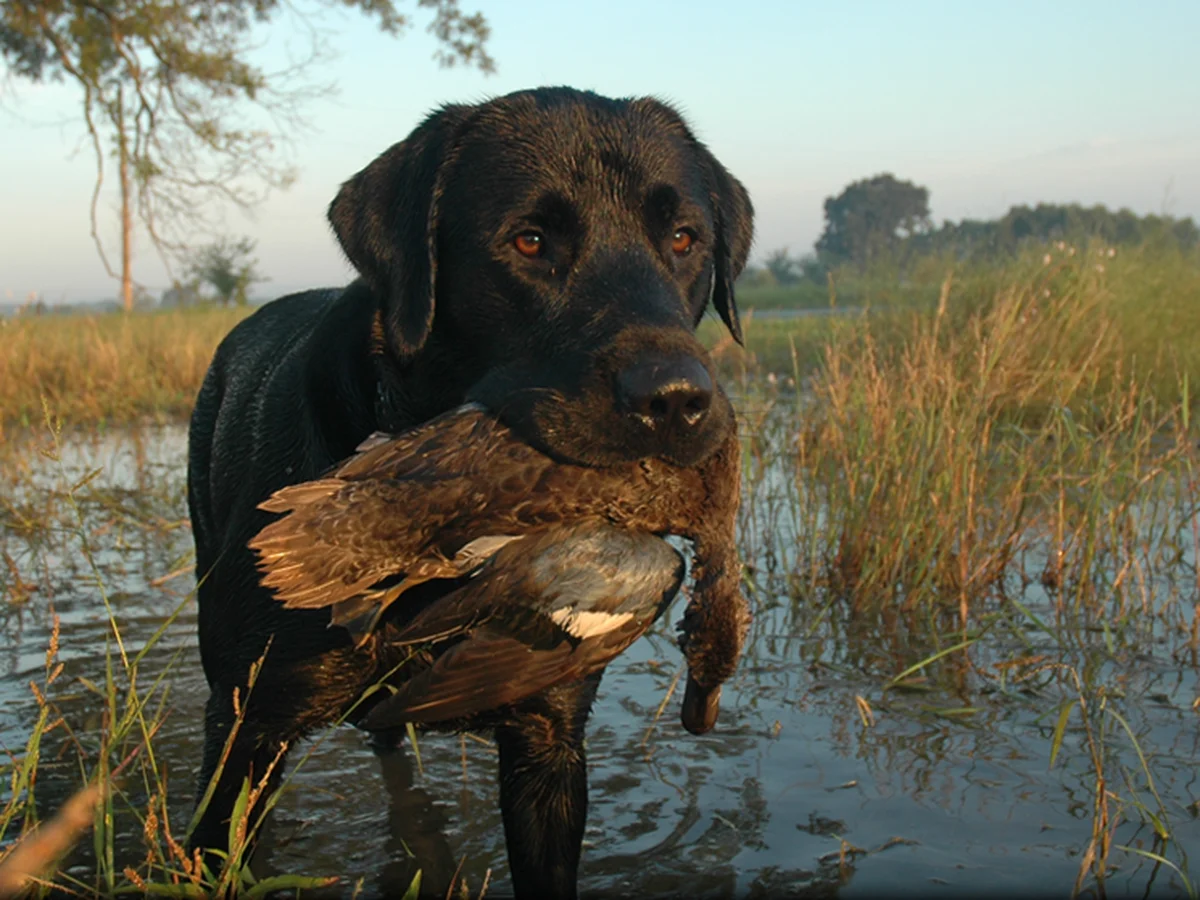 Labrador retriever from Hunter Retrievers, Gaston County North Carolina