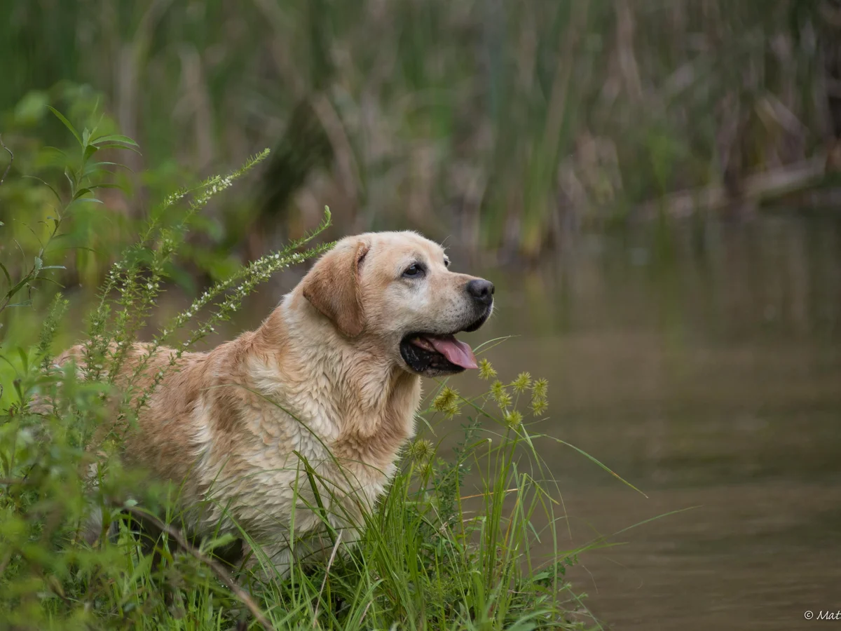 Labrador retriever from Lure Labradors, Lake Lure North Carolina