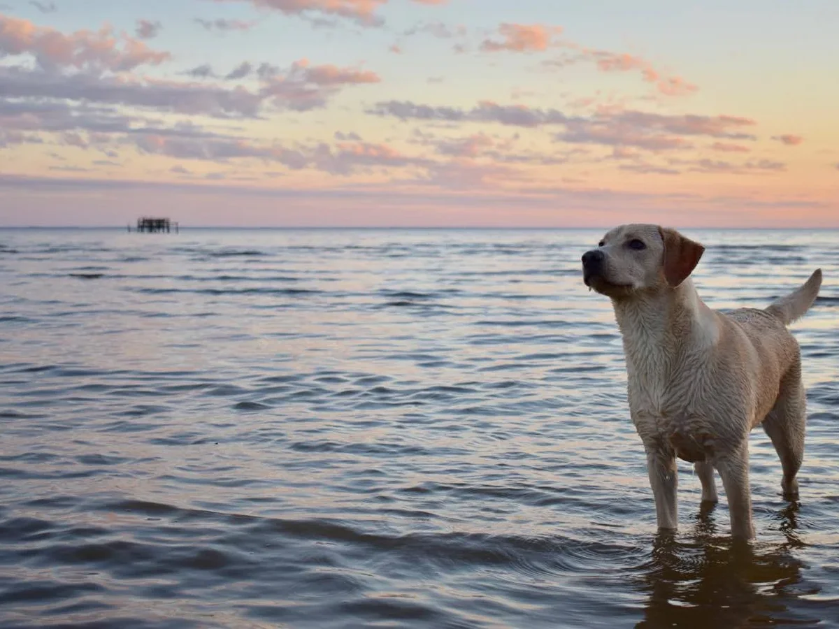 Labrador retriever from Maco Light Labradors, Coastal North Carolina