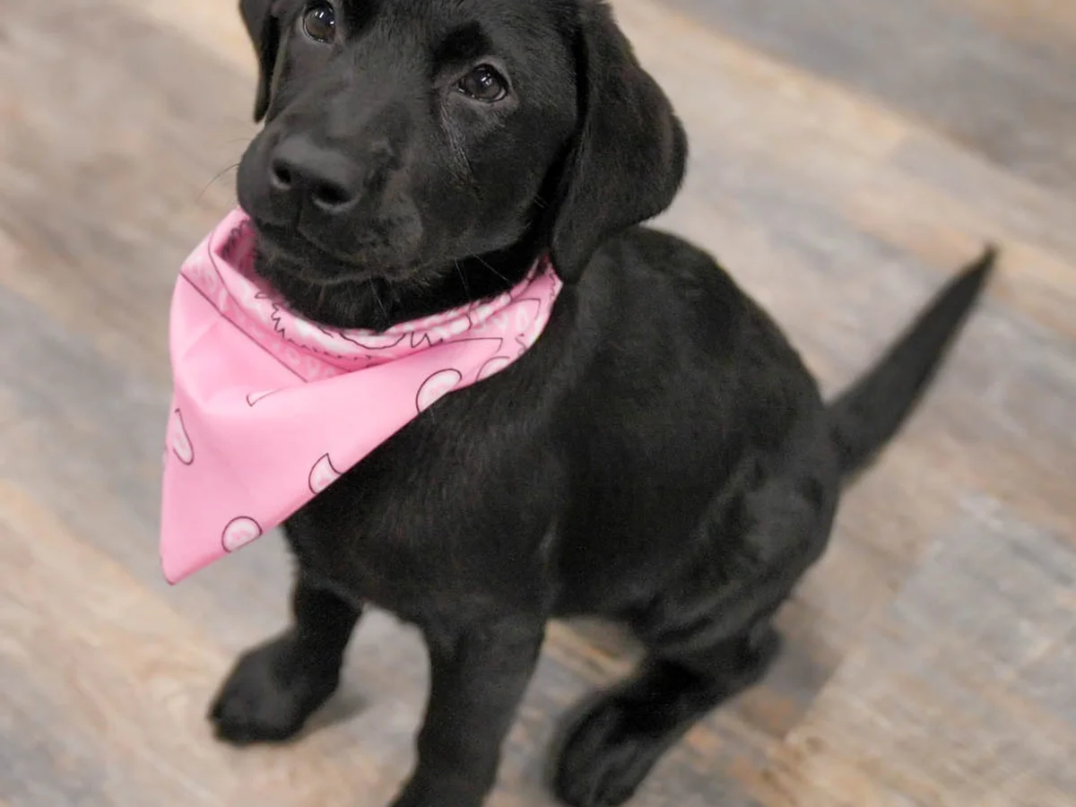 Labrador retriever from Recherche Labs, Coastal North Carolina