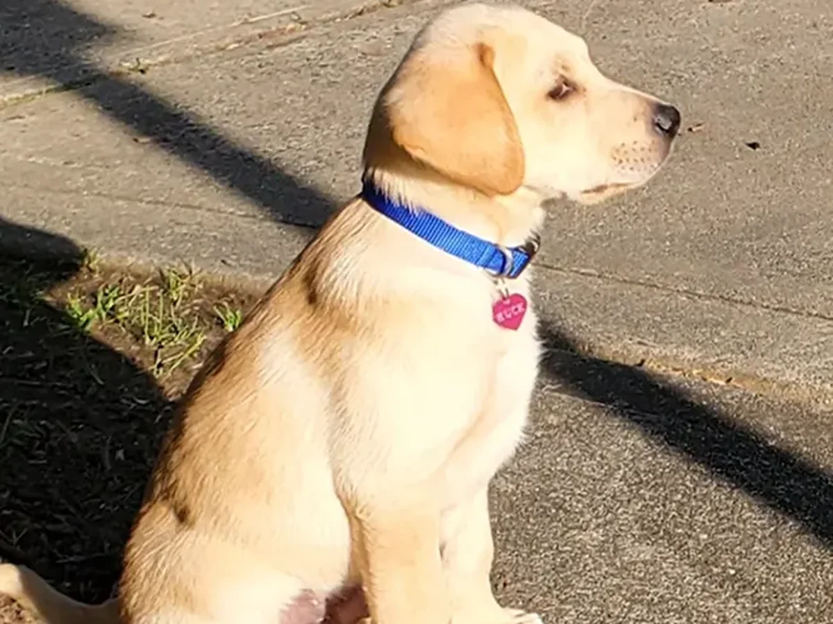 Field-trial Labrador retriever from Twin Lakes Kennel, Laurel Hill North Carolina