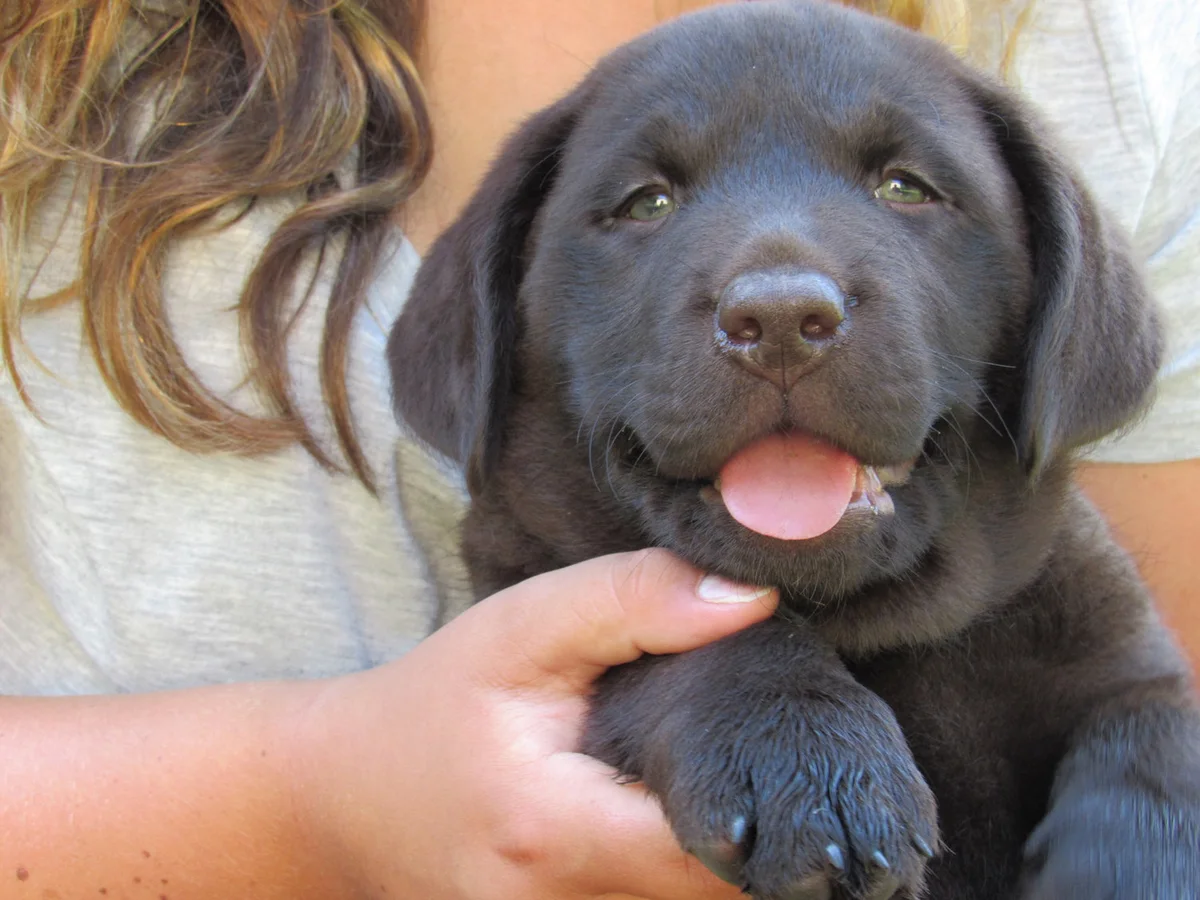 English Labrador retriever from Buckeye Valley Labradors, Delaware, Ohio