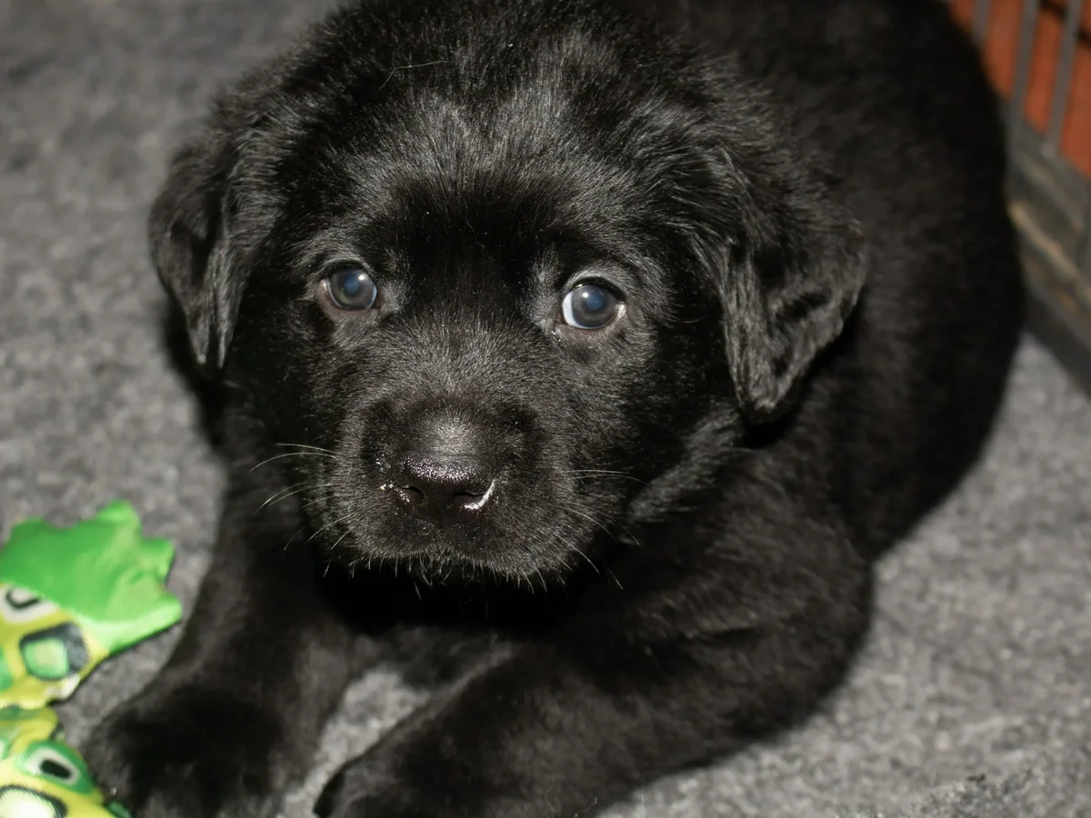 Conformation Labrador retriever from Devanley Labradors, Valley City, Ohio