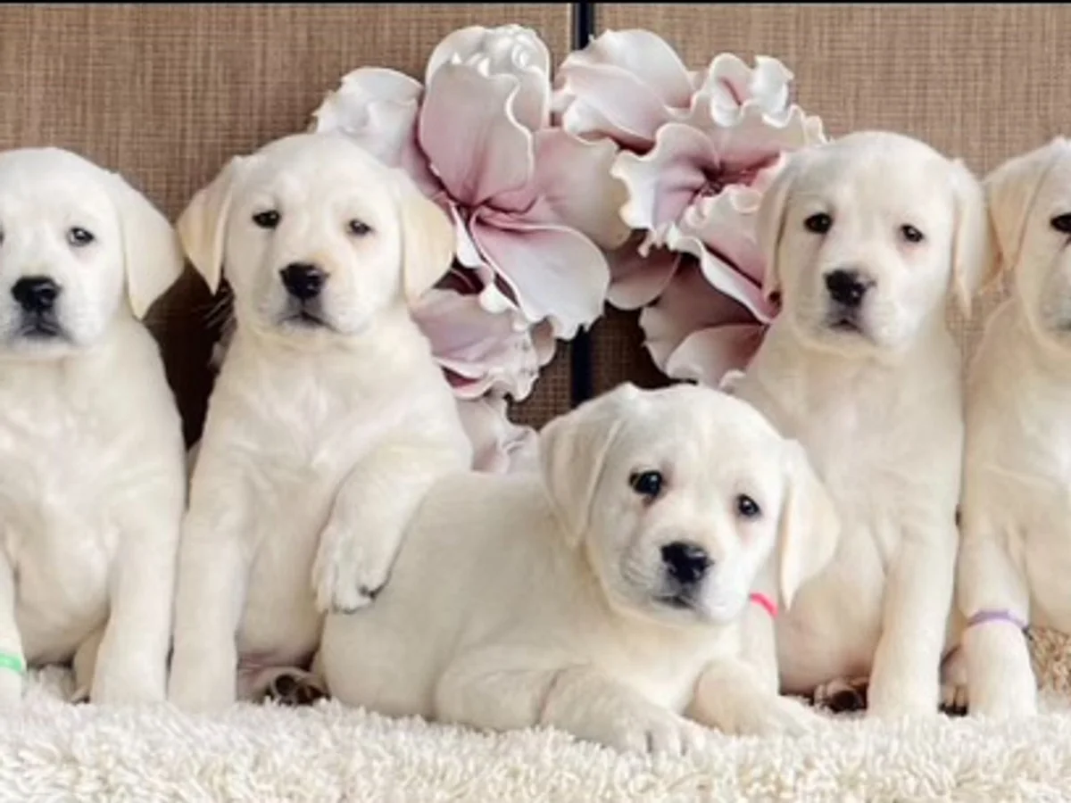 English Labrador retriever from Heartlands Quality Labrador Retrievers, Jamestown, Ohio