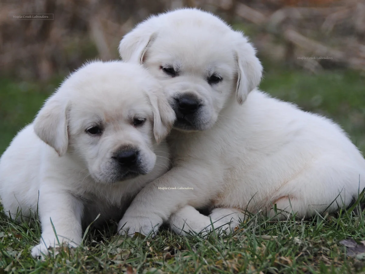 English Labrador retriever from Maple Creek Labrador Retrievers, Alliance, Ohio