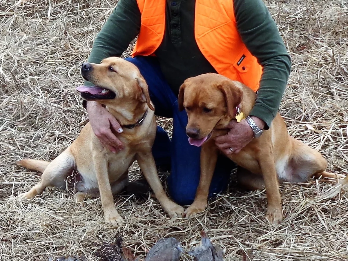 Fox-red English Labrador retriever from Rocky Hill Farm Labradors, Perrysville, Ohio
