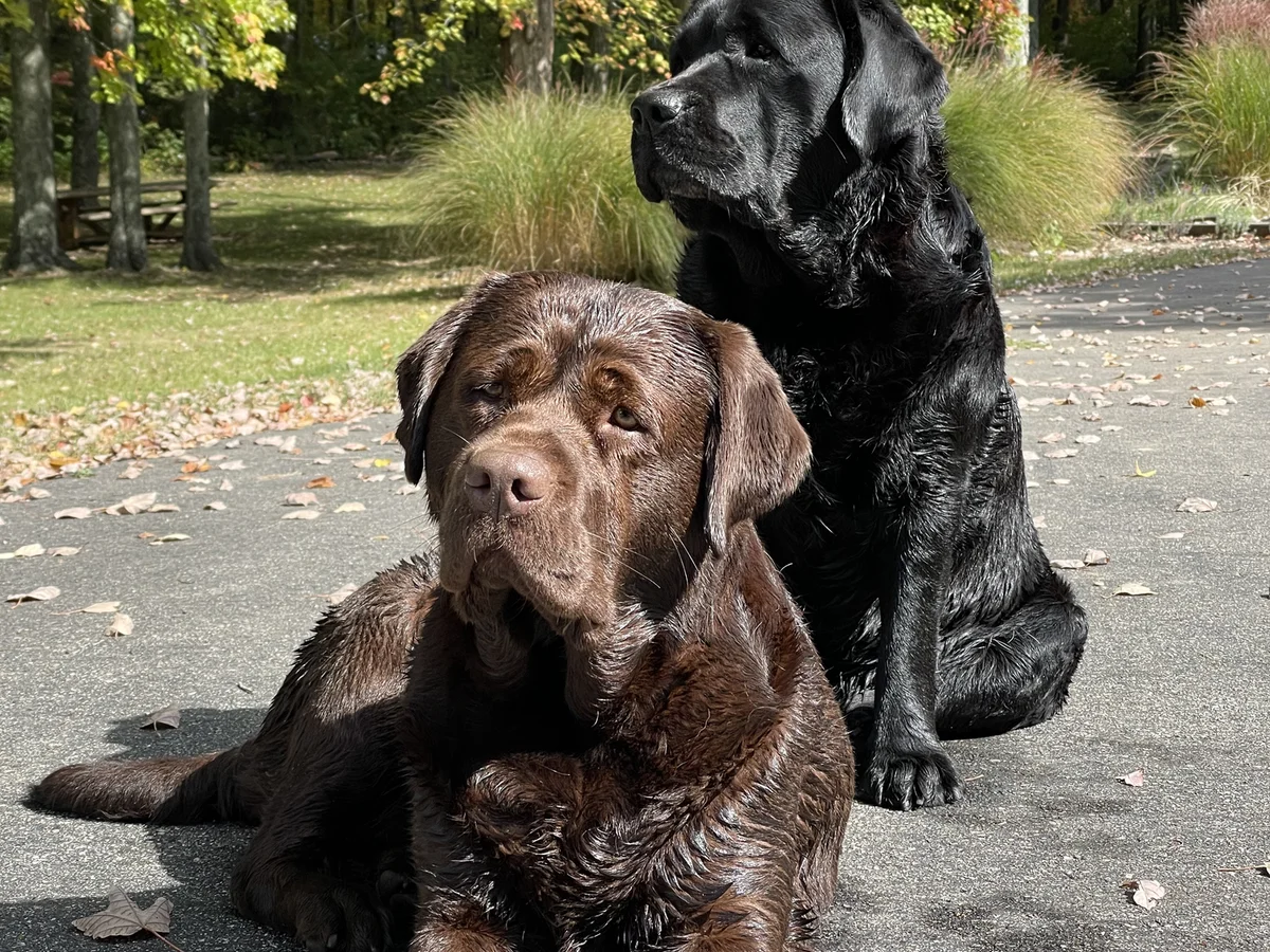 English Labrador retriever from Trouvae Labradors, Morrow, Ohio
