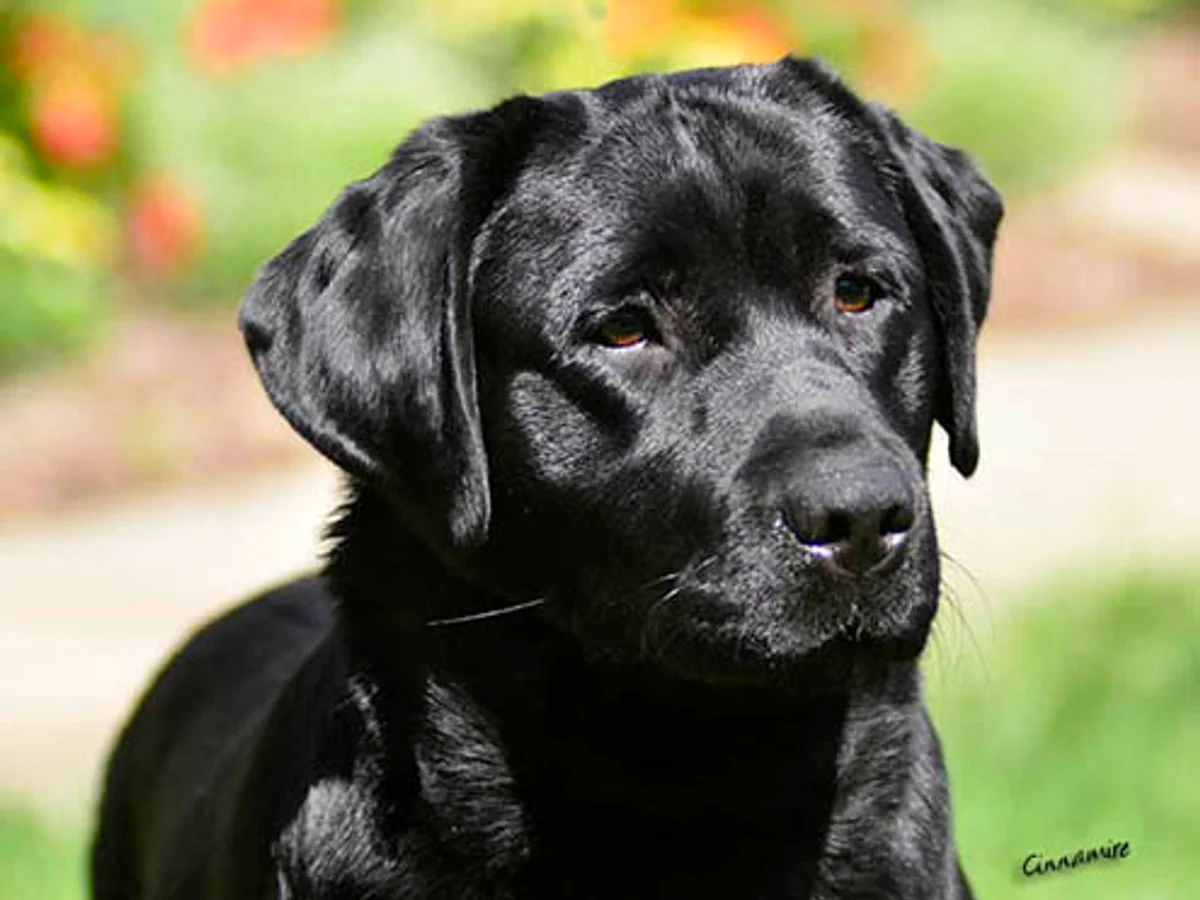 English Labrador retriever from Chrismill Labradors, Blandon Pennsylvania