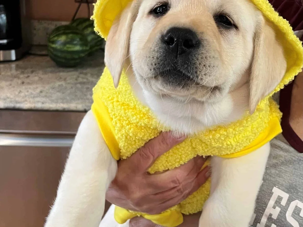 English Labrador retriever from Endless Mountain Labradors, Columbia Cross Roads, Pennsylvania