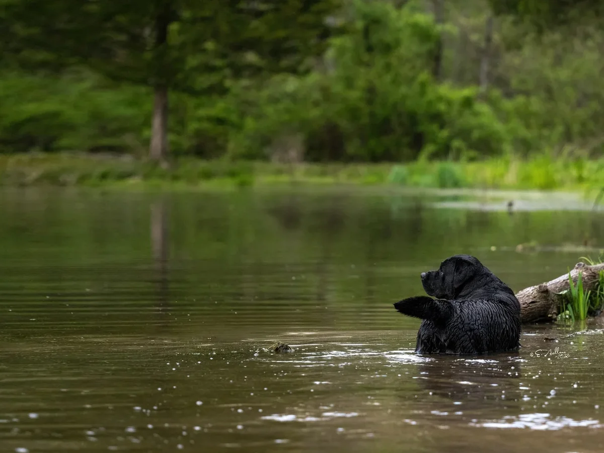 English Labrador retriever from Gallivant Labradors, Pocono Mountains Pennsylvania