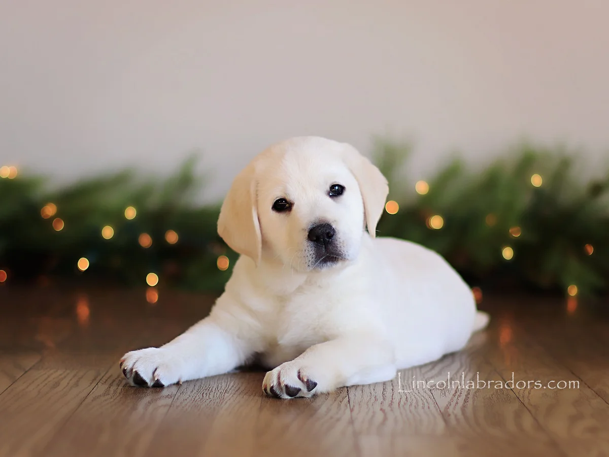English Labrador retriever from Lincoln Labradors, Eastern Pennsylvania