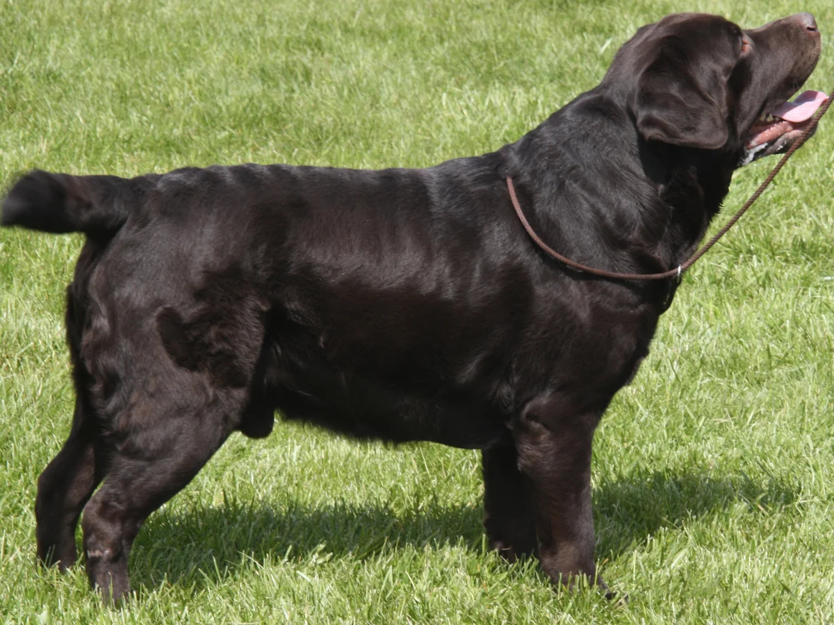 Champion Labrador retriever from Pembroke Labradors, Reading Pennsylvania