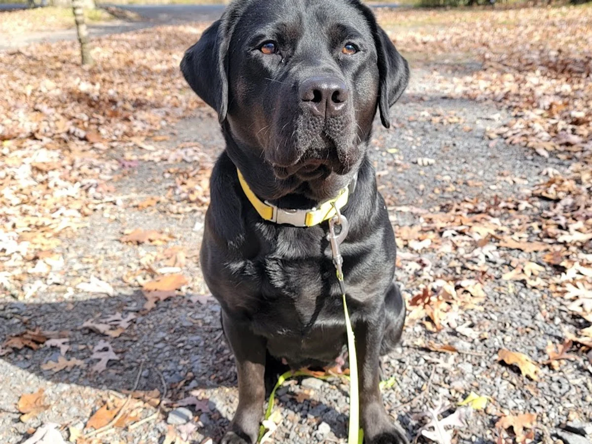 Labrador retriever from Stone Valley Labradors, Huntingdon Pennsylvania