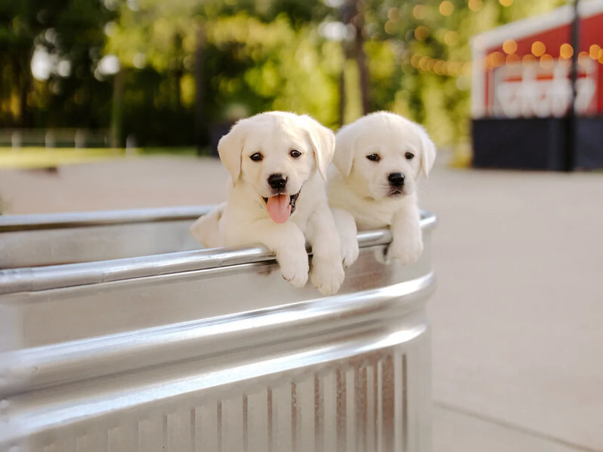 English-type Labrador retriever from Saddle Creek English Labradors, Chandler, Texas