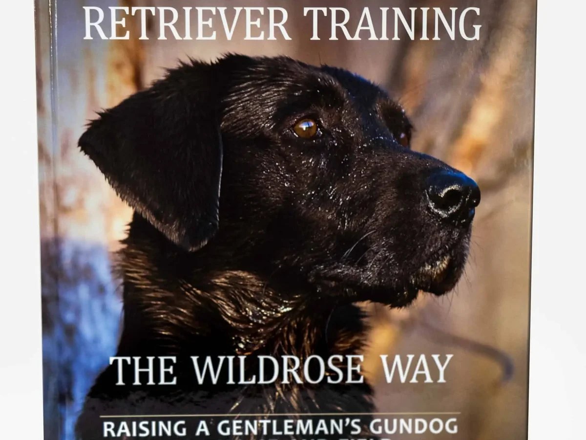 British-style Labrador retriever from Wildrose Kennel Texas / UK Labs Texas, Dallas area