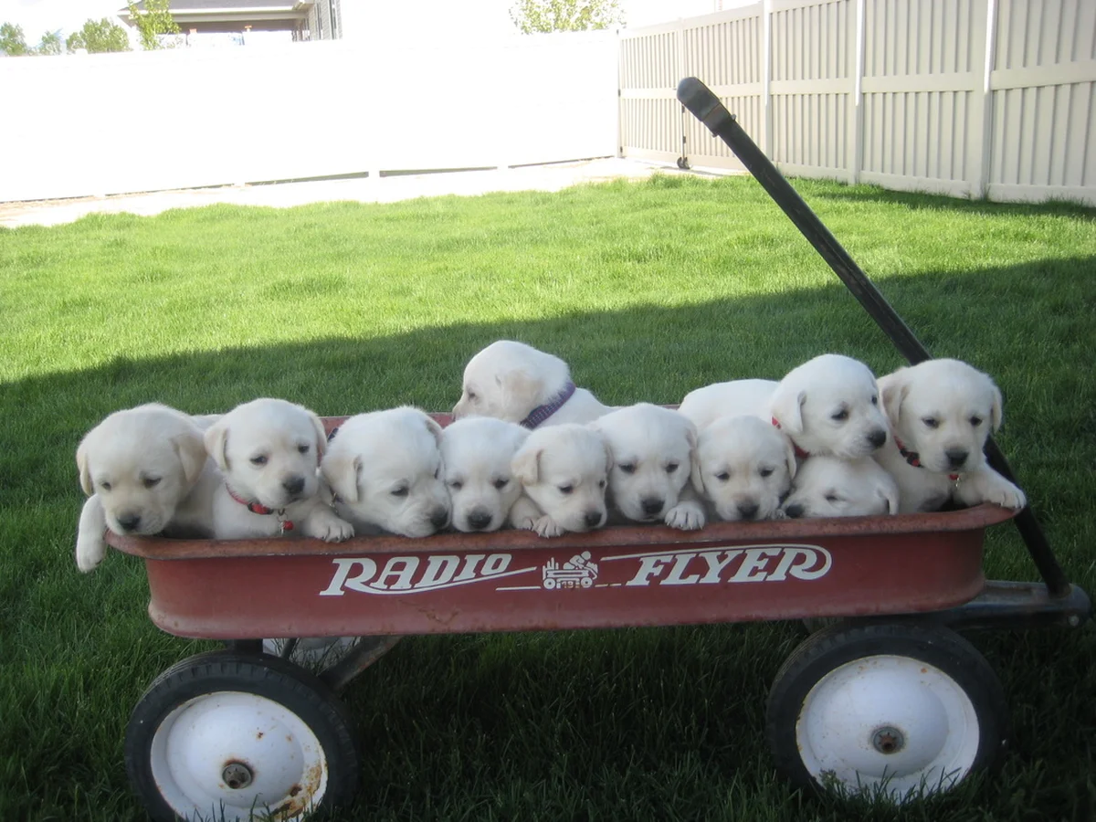 Labrador Retriever photo from Utah White Labs in West Haven, UT