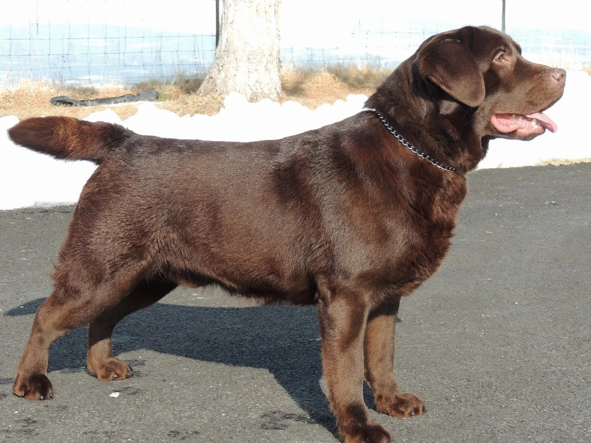 Labrador Retriever photo from Woodland Hills Ranch & Retrievers in Salem, UT