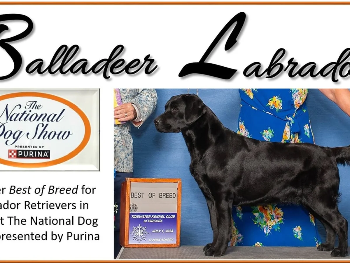 Labrador retriever from Balladeer Labradors, Montpelier Virginia