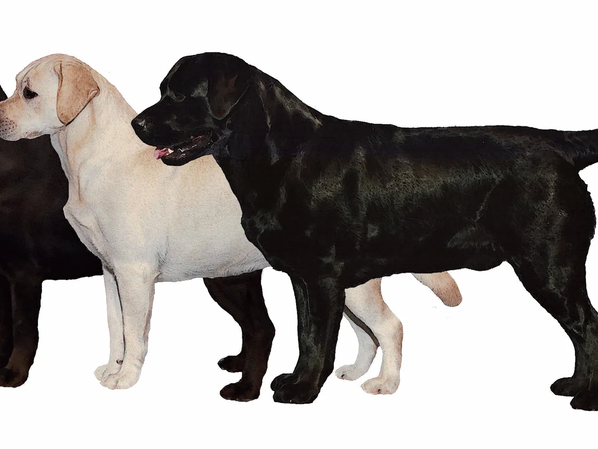 Conformation Labrador retriever from Brookhaven Labradors, King George Virginia