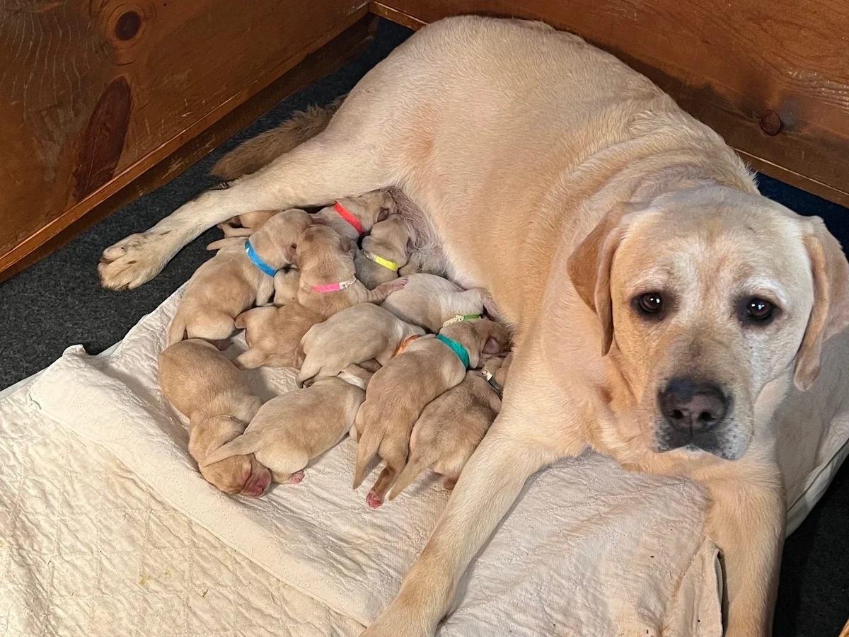 Labrador retriever from Cameron Mountain Labradors, Gordonsville Virginia
