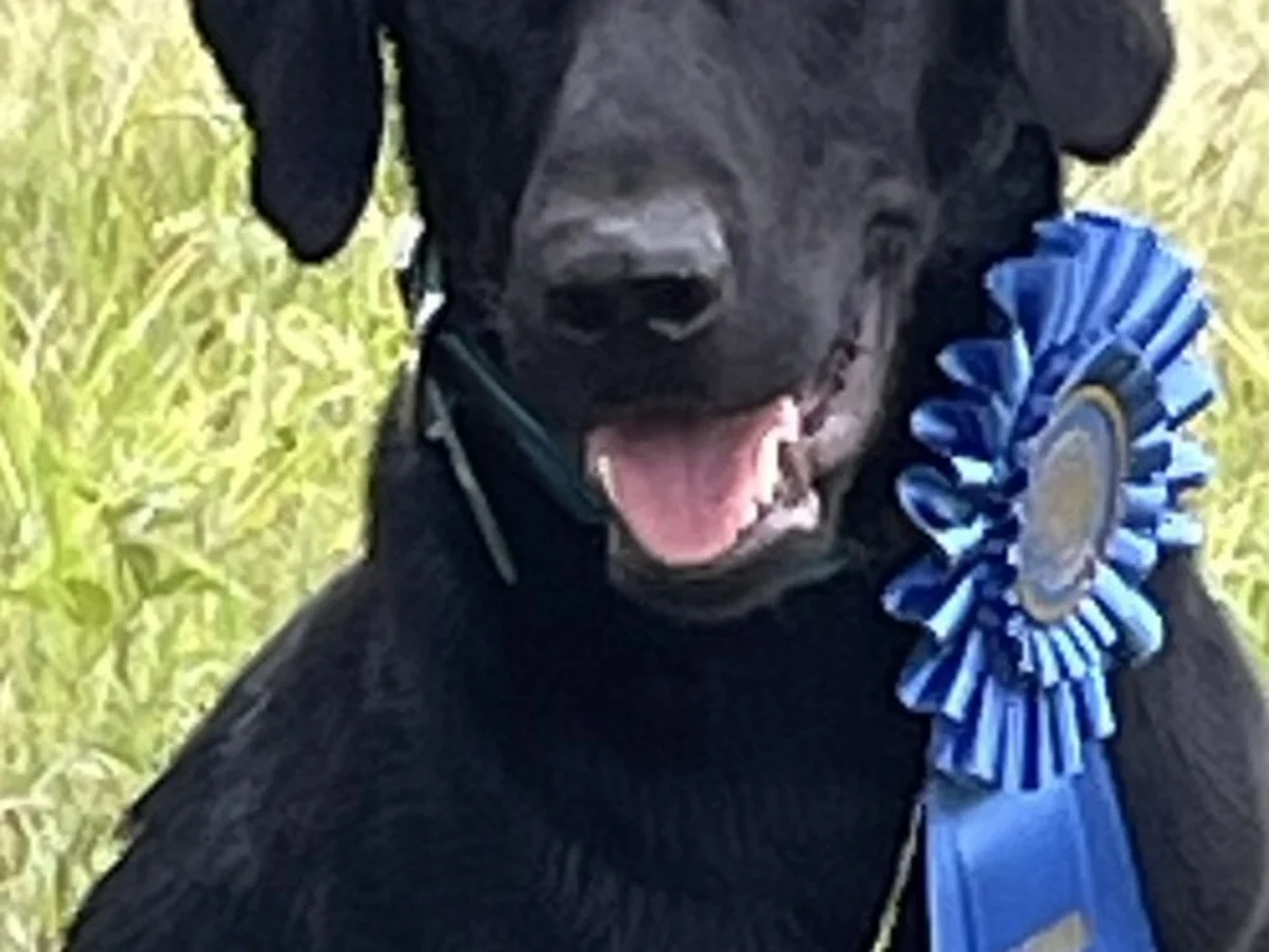 Field-trial Labrador retriever from Deep Run Farm Labradors, Goldvein Virginia